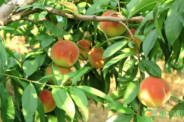 桃樹(shù)修剪技術(shù)要點(diǎn)-圖片版權(quán)歸惠農(nóng)網(wǎng)所有