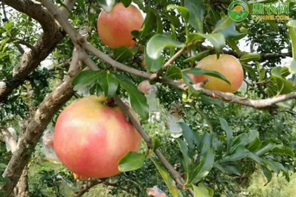 石榴樹(shù)夏季可以修剪嗎？-圖片版權(quán)歸惠農(nóng)網(wǎng)所有