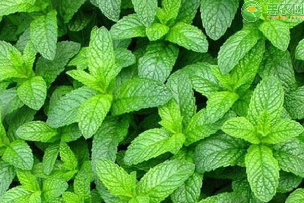 薄荷需要每天澆水嗎？-圖片版權(quán)歸惠農(nóng)網(wǎng)所有