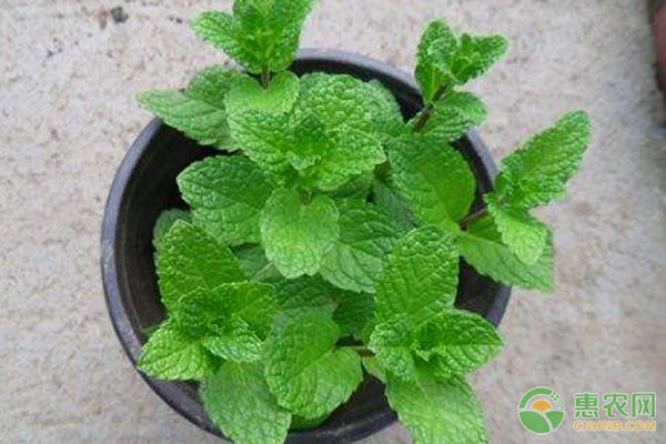 薄荷需要每天澆水嗎？-圖片版權(quán)歸惠農(nóng)網(wǎng)所有