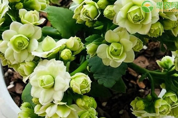 長壽花夏季的養(yǎng)護(hù)方法-圖片版權(quán)歸惠農(nóng)網(wǎng)所有