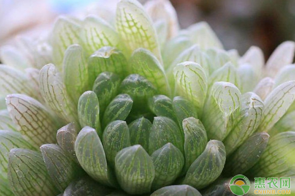 夏季多肉的養(yǎng)護方法-圖片版權(quán)歸惠農(nóng)網(wǎng)所有