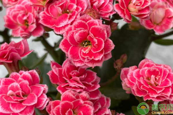 長壽花夏季的養(yǎng)護(hù)方法-圖片版權(quán)歸惠農(nóng)網(wǎng)所有
