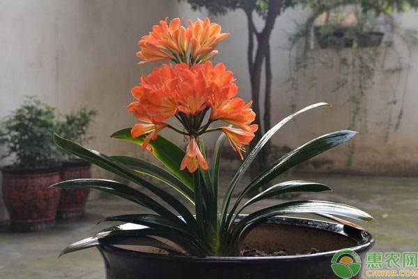 夏季養(yǎng)護(hù)君子蘭的正確方法-圖片版權(quán)歸惠農(nóng)網(wǎng)所有