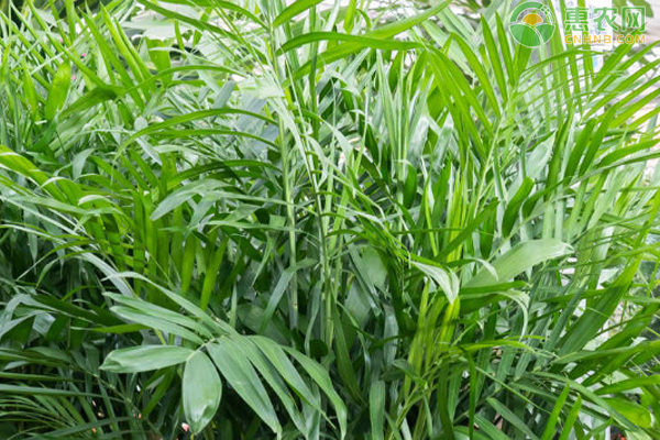 散尾葵夏季的養(yǎng)護(hù)方法-圖片版權(quán)歸惠農(nóng)網(wǎng)所有