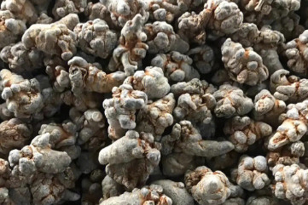 三七最佳的收获季节是几月份？