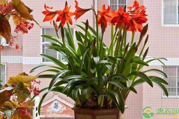 朱頂紅夏天怎么養(yǎng)？-圖片版權(quán)歸惠農(nóng)網(wǎng)所有