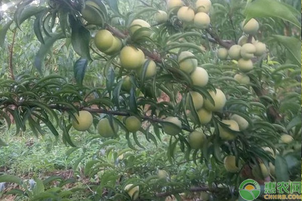 李子樹夏季修剪方法-圖片版權(quán)歸惠農(nóng)網(wǎng)所有