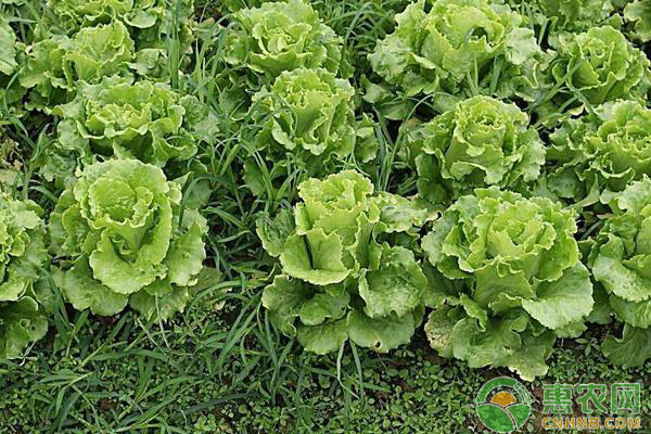 生菜夏天可以種嗎？-圖片版權(quán)歸惠農(nóng)網(wǎng)所有
