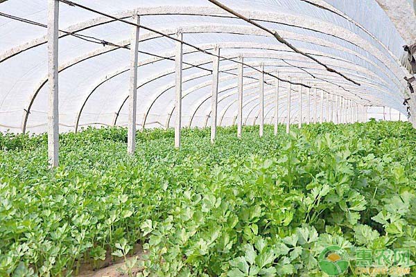 香菜夏天可以種嗎？-圖片版權(quán)歸惠農(nóng)網(wǎng)所有