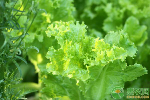 生菜夏天可以種嗎？-圖片版權(quán)歸惠農(nóng)網(wǎng)所有