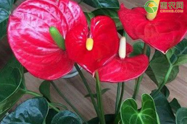 紅掌多久澆一次水？-圖片版權(quán)歸惠農(nóng)網(wǎng)所有