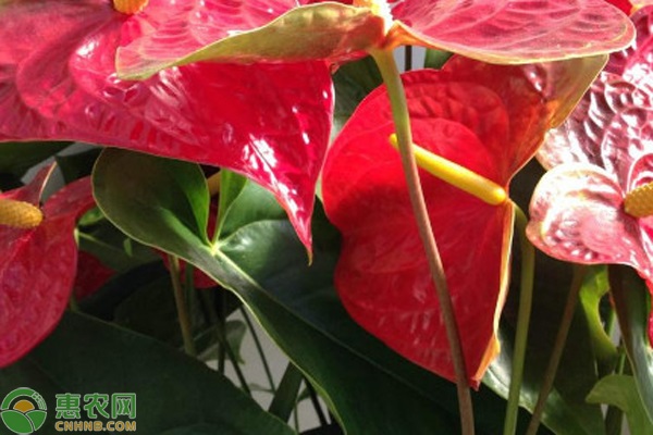 紅掌多久澆一次水？-圖片版權(quán)歸惠農(nóng)網(wǎng)所有