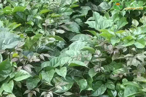 幸福樹(shù)多久澆一次水？-圖片版權(quán)歸惠農(nóng)網(wǎng)所有