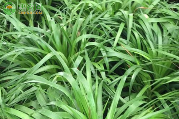 龍血樹多久澆一次水？-圖片版權(quán)歸惠農(nóng)網(wǎng)所有