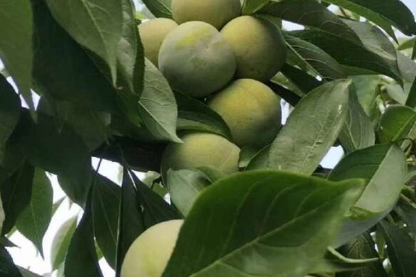 巫山脆李几月份成熟采摘？