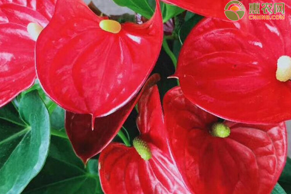 紅掌多久澆一次水？-圖片版權(quán)歸惠農(nóng)網(wǎng)所有