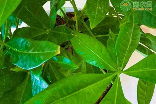 幸福樹(shù)多久澆一次水？-圖片版權(quán)歸惠農(nóng)網(wǎng)所有