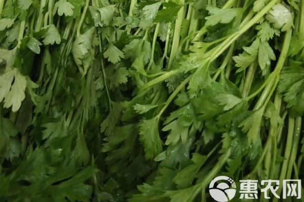 芹菜什么時(shí)候播種最合適？-圖片版權(quán)歸惠農(nóng)網(wǎng)所有