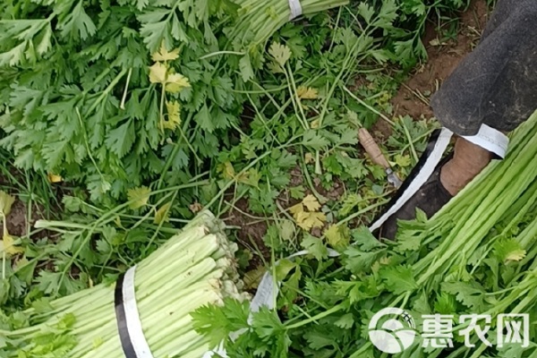 芹菜什么時(shí)候播種最合適？-圖片版權(quán)歸惠農(nóng)網(wǎng)所有