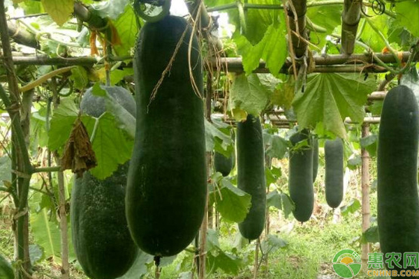 冬瓜什么時候種植最合適？-圖片版權歸惠農網所有