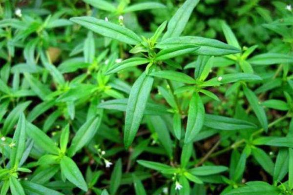 白花蛇舌草哪里产的最好？