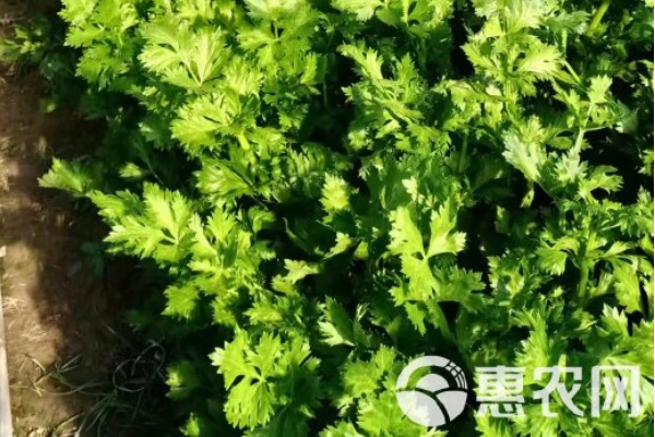 芹菜什么時(shí)候播種最合適？-圖片版權(quán)歸惠農(nóng)網(wǎng)所有