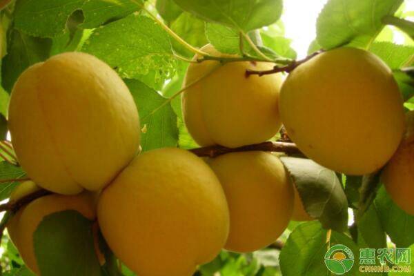 黃桃樹的種植方法和管理-圖片版權(quán)歸惠農(nóng)網(wǎng)所有
