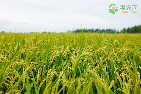 水稻的種植過(guò)程-圖片版權(quán)歸惠農(nóng)網(wǎng)所有