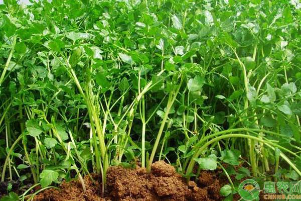 芹菜種植方法和時(shí)間-圖片版權(quán)歸惠農(nóng)網(wǎng)所有