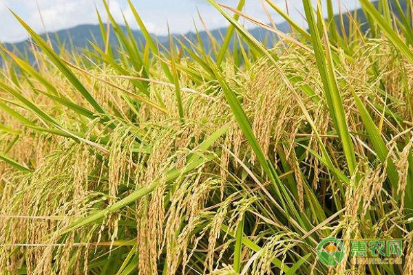 水稻的種植過(guò)程-圖片版權(quán)歸惠農(nóng)網(wǎng)所有
