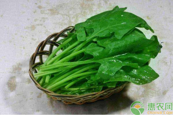 菠菜什么時候種合適？-圖片版權(quán)歸惠農(nóng)網(wǎng)所有