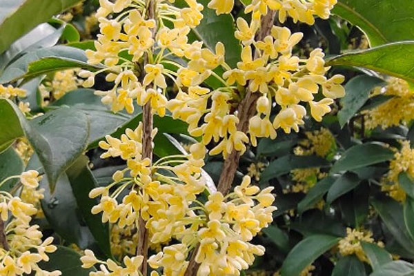 桂花什么季节开放？