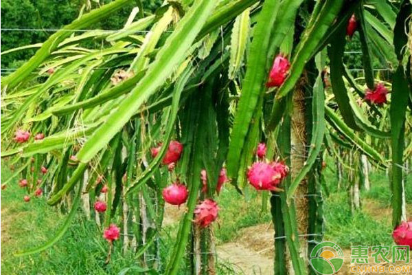 夏天種什么果樹容易活？-圖片版權(quán)歸惠農(nóng)網(wǎng)所有