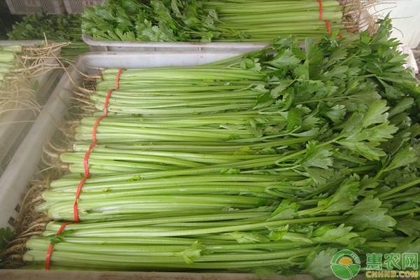 夏天芹菜怎么種？-圖片版權(quán)歸惠農(nóng)網(wǎng)所有