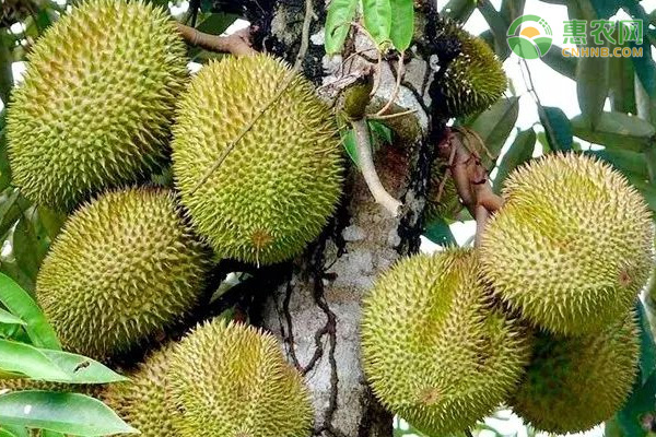 榴蓮怎么種植？-圖片版權歸惠農(nóng)網(wǎng)所有