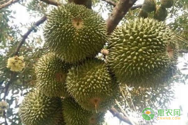 榴蓮怎么種植？-圖片版權歸惠農(nóng)網(wǎng)所有