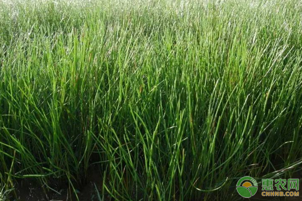 茨菇怎么種植？-圖片版權歸惠農(nóng)網(wǎng)所有