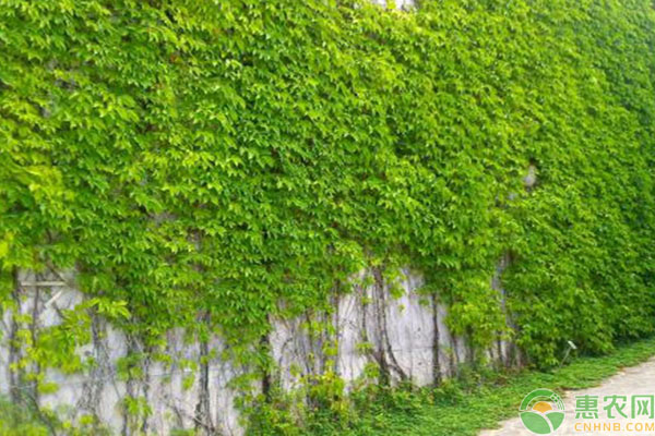 爬山虎怎么種植？-圖片版權歸惠農網所有