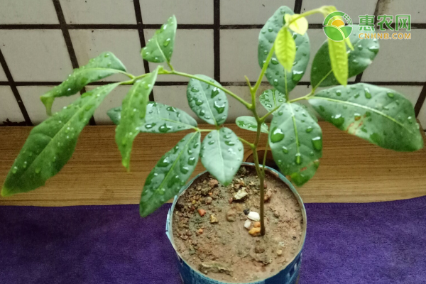 怎么種荔枝核？-圖片版權歸惠農(nóng)網(wǎng)所有