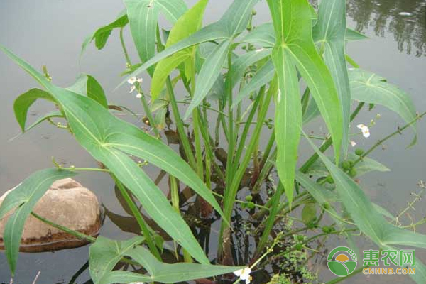 茨菇怎么種植？-圖片版權歸惠農(nóng)網(wǎng)所有