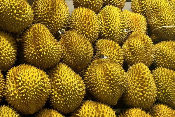 中国榴莲的产地主要是来自哪里？
