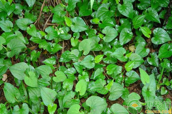 魚(yú)腥草怎么樣種植最好？-圖片版權(quán)歸惠農(nóng)網(wǎng)所有