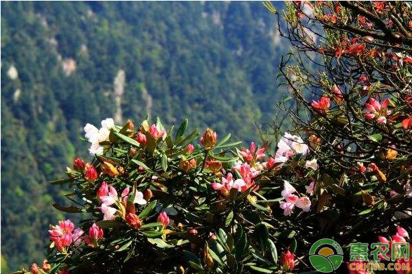 杜鵑養(yǎng)護(hù)方法與管理-圖片版權(quán)歸惠農(nóng)網(wǎng)所有