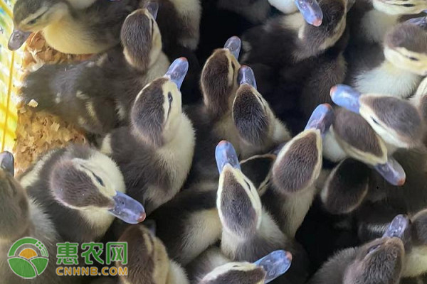鴨子不吃食怎么回事？-圖片版權(quán)歸惠農(nóng)網(wǎng)所有