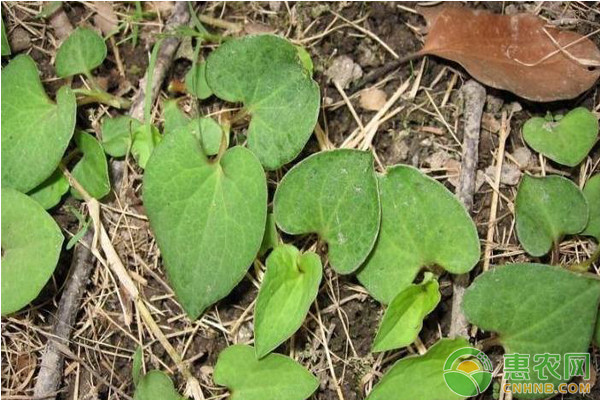 魚(yú)腥草怎么樣種植最好？-圖片版權(quán)歸惠農(nóng)網(wǎng)所有