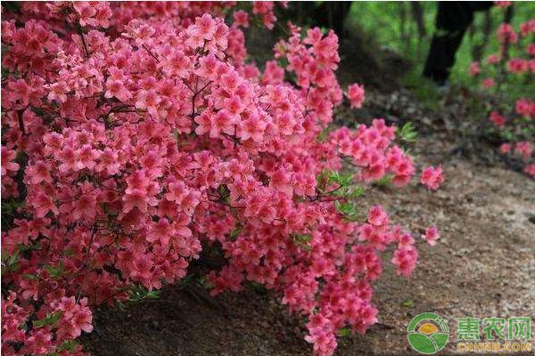 杜鵑養(yǎng)護(hù)方法與管理-圖片版權(quán)歸惠農(nóng)網(wǎng)所有
