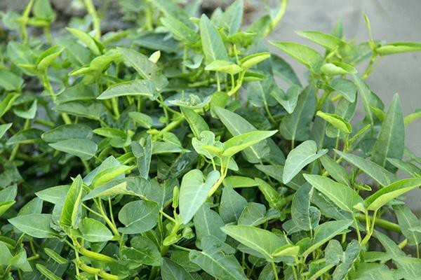 大暑节气后种植什么蔬菜合适？