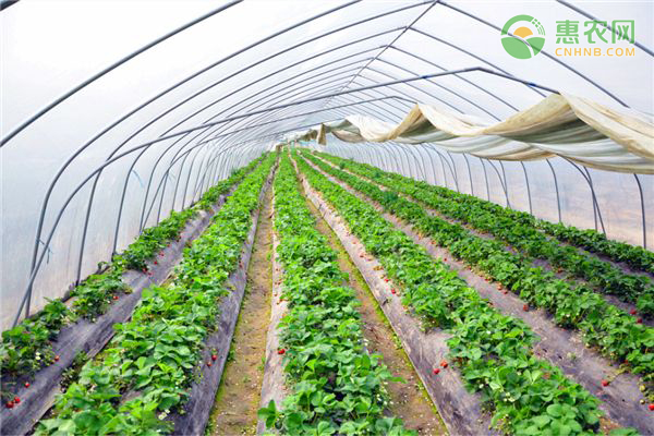 草莓怎樣種植高產(chǎn)？-圖片版權(quán)歸惠農(nóng)網(wǎng)所有