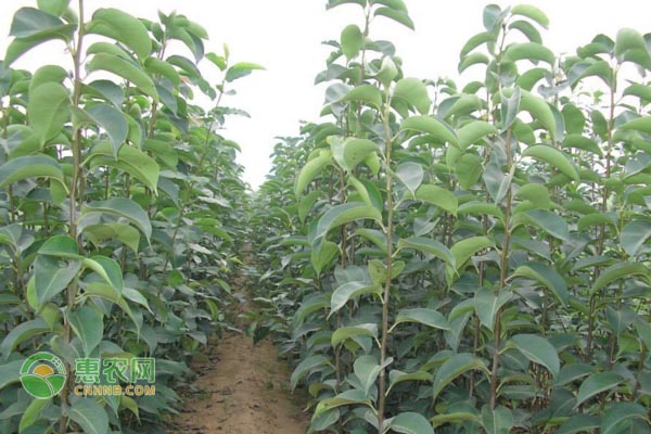 杏樹種植方法-圖片版權(quán)歸惠農(nóng)網(wǎng)所有